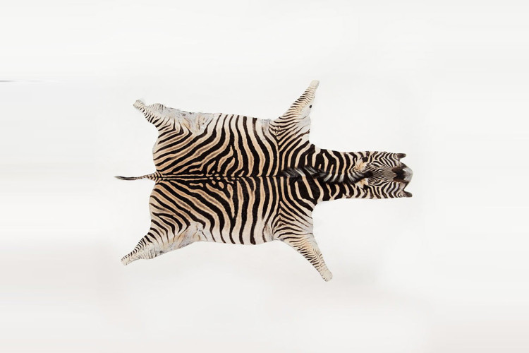 Burchell Zebra Hide -