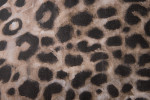 Leopard Bush - Duck Feather Scatter Cushion -