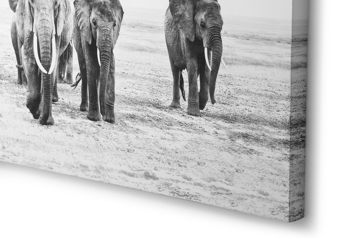 Elephant Walk Canvas Art | Cielo