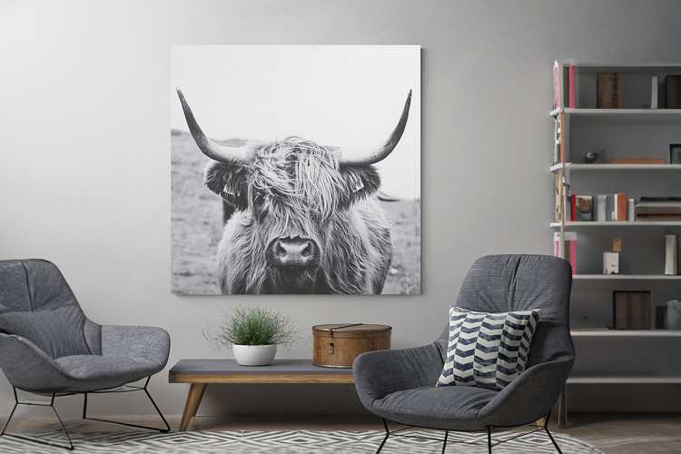 Scottish Highland Cattle Canvas Art - 1