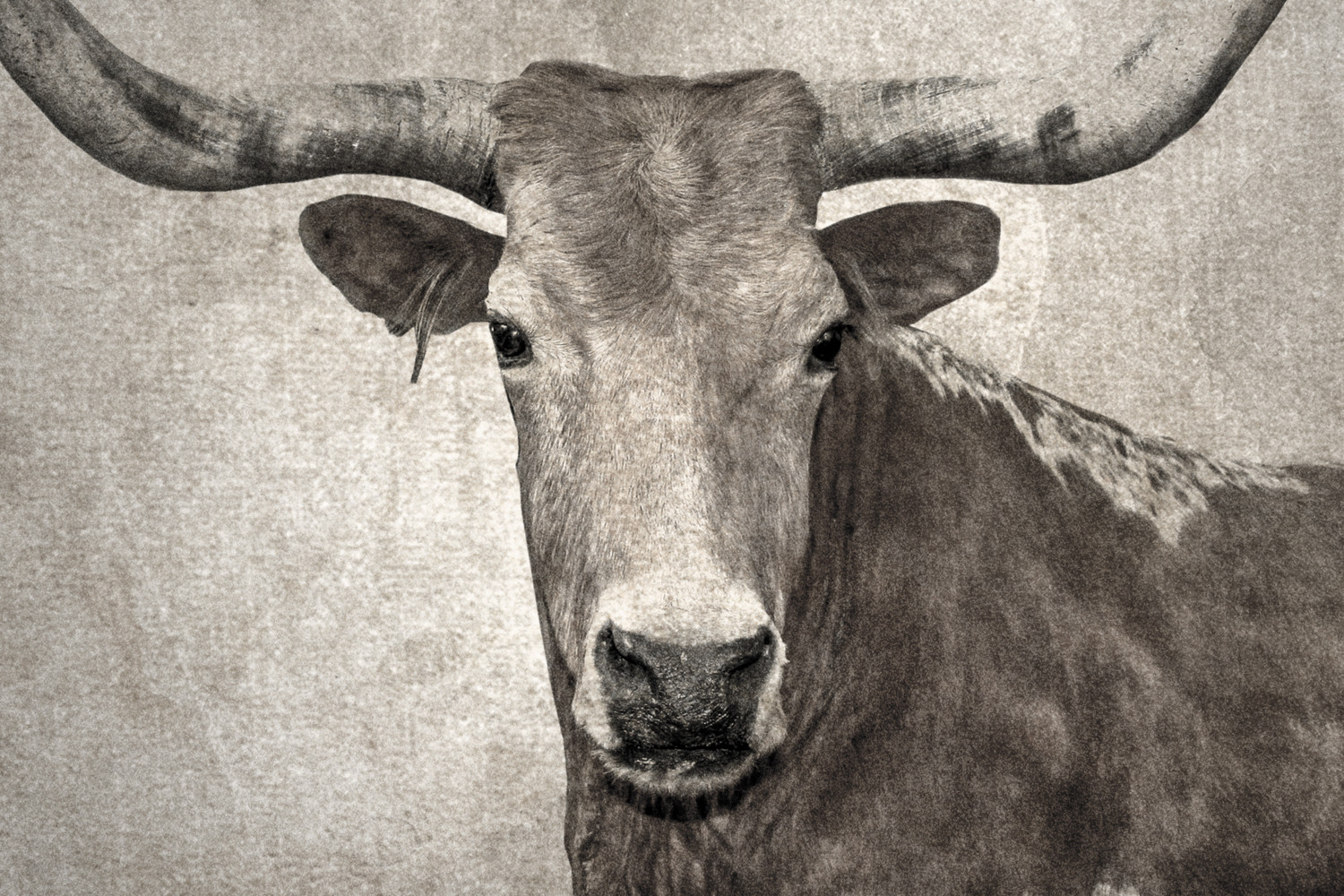 Texas Longhorn Abstract Canvas Art Cielo