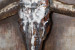 3D Metal Art - Texas Longhorn 3D Metal Wall Art - 3