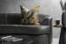 Folorium Limelight - Duck Feather Scatter Cushion Scatter Cushions - 1