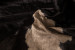 Nguni Cow Hide - Medium Hides - 4