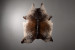 Brazilian Cow Hide - Large Hides - 2