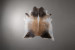 Brazilian Cow Hide - Medium Hides - 2
