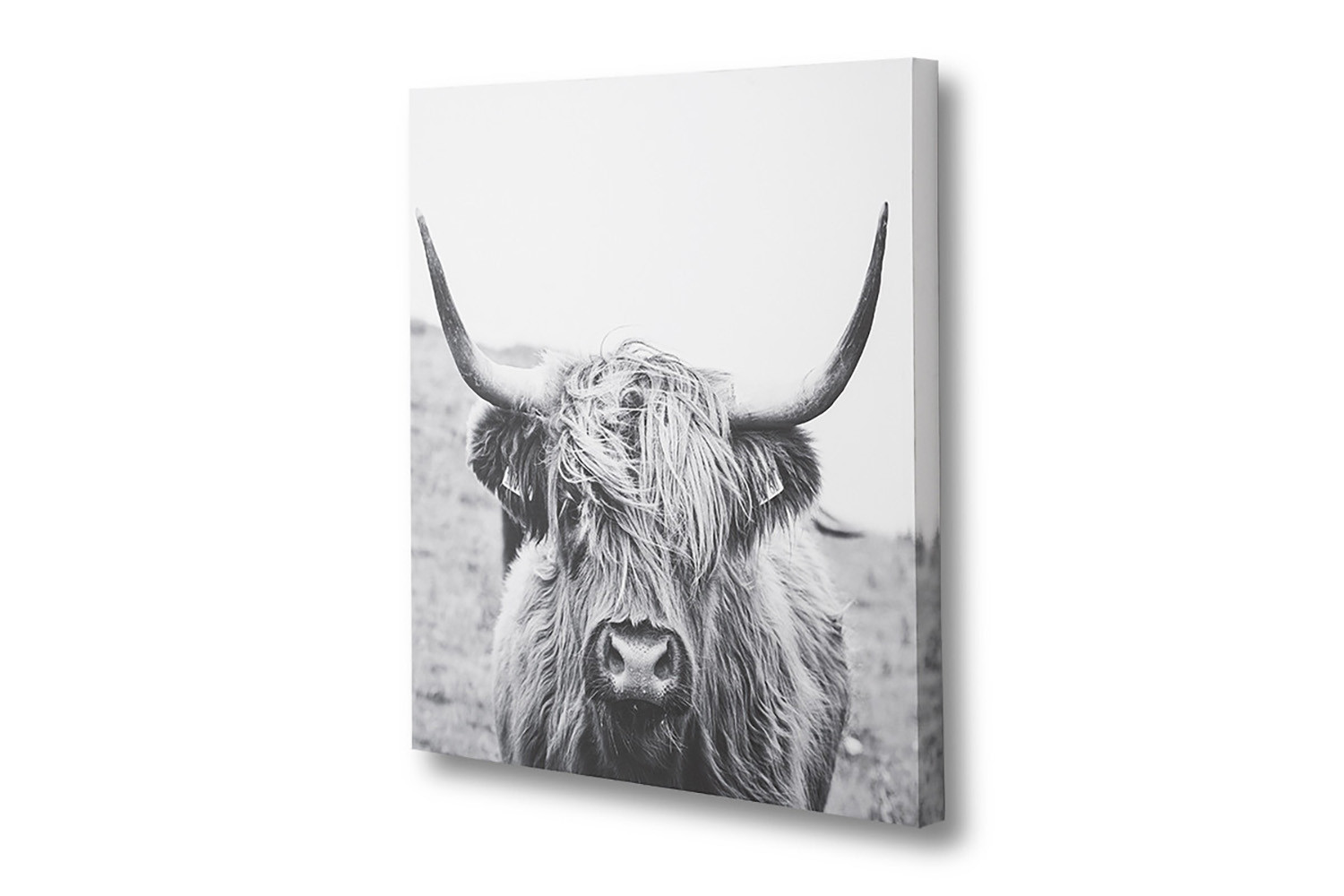 Scottish Highland Cattle | Cielo