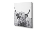 Scottish Highland Cattle Wall Art