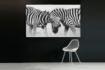 Zebra Fight Canvas Art  -