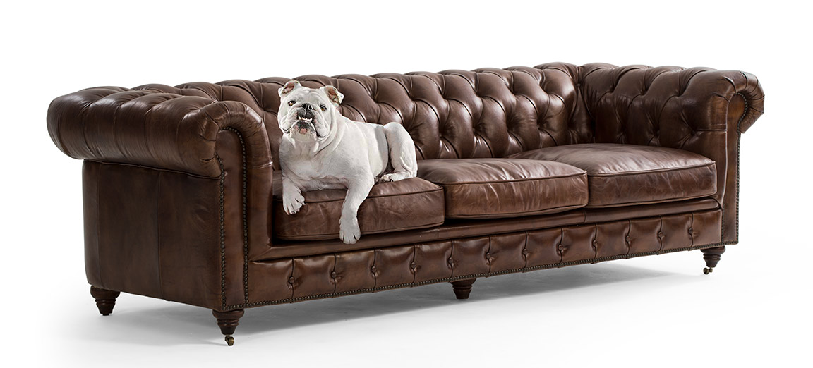 Leather Couches And Dogs, Dogs And Leather Couches