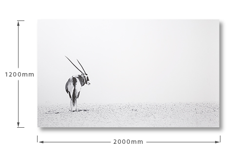 cielo_gemsbok_desert