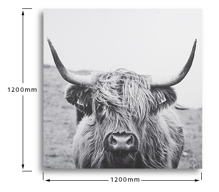 cielo_scottish_cattle_art