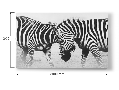 cielo_zebra_canvas_art